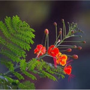 Royal Poinciana Heirloom Seeds